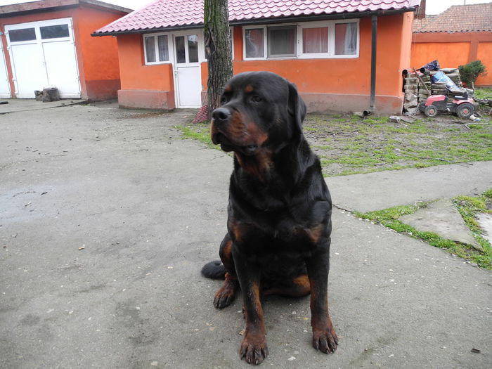 DSCN7782 - Rottweiler