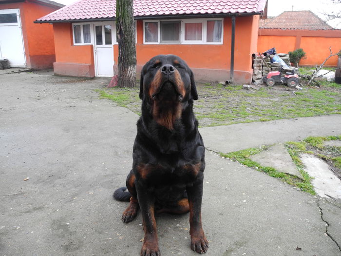 DSCN7781 - Rottweiler