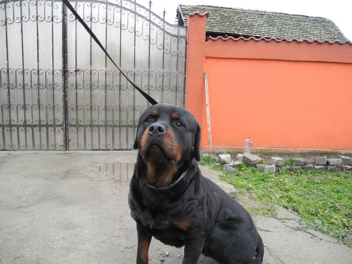 DSCN7773 - Rottweiler