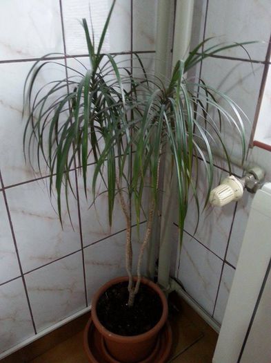 10965629_1084773351548234_236106205_n; Un "inger" de Dracena :)
