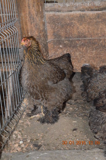 DSC_0523 - FAMILIA 1 2015