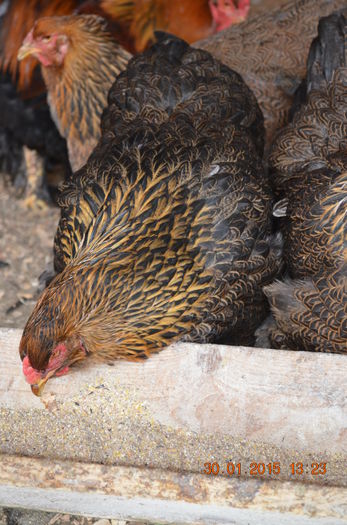 DSC_0564 - FAMILIA 1 2015