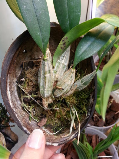 20150201_114733; den aggregatum
