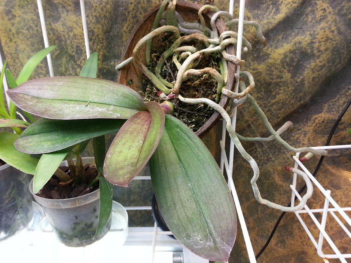 20150201_114748; keiki de phale
