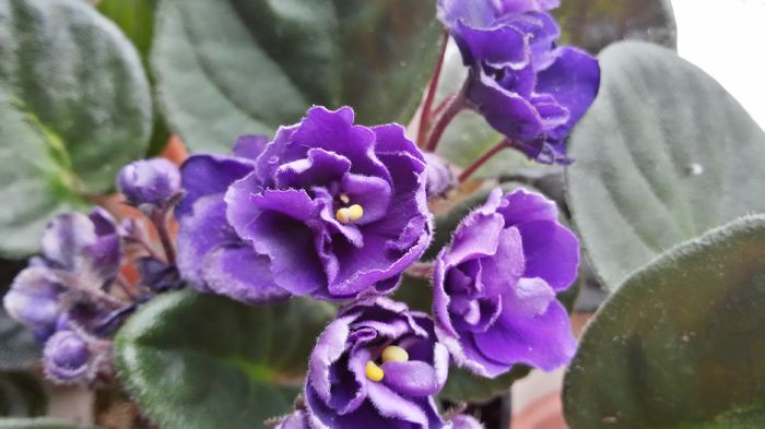 20150201_133559_Richtone(HDR) - Violete minunate