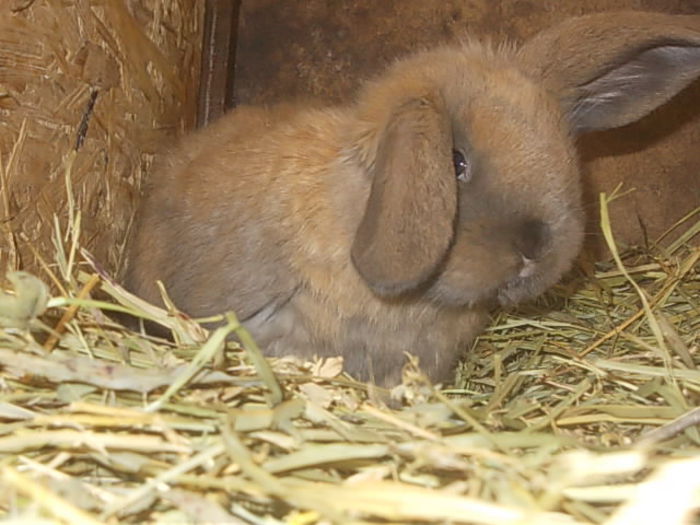 pui 25 zile - BERBEC GERMAN