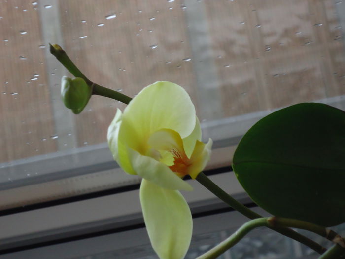 DSC02280 - flori 2015