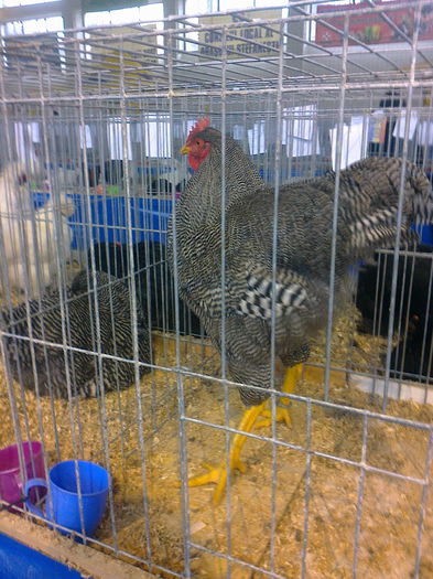 Fotografie0012; BAIATU MEU
