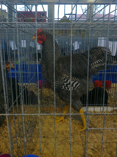 Fotografie0013; BAIATU MEU
