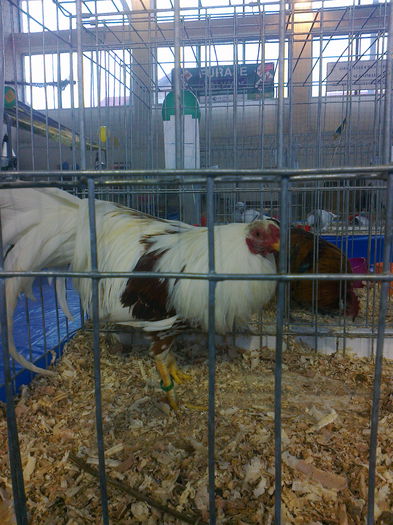 Fotografie0019 - PRIMA MEA PARTICIPARE LA O EXPOZITIE CU EXPONATE