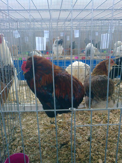 Fotografie0023 - PRIMA MEA PARTICIPARE LA O EXPOZITIE CU EXPONATE