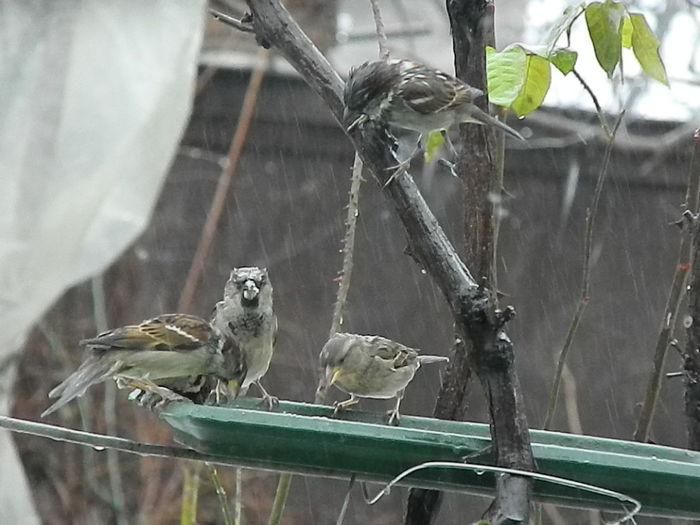 DSCN7188 - VRABIUTE_2