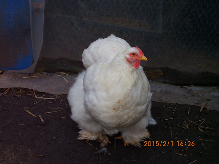 IMG_1962 - TINERET 2014   2