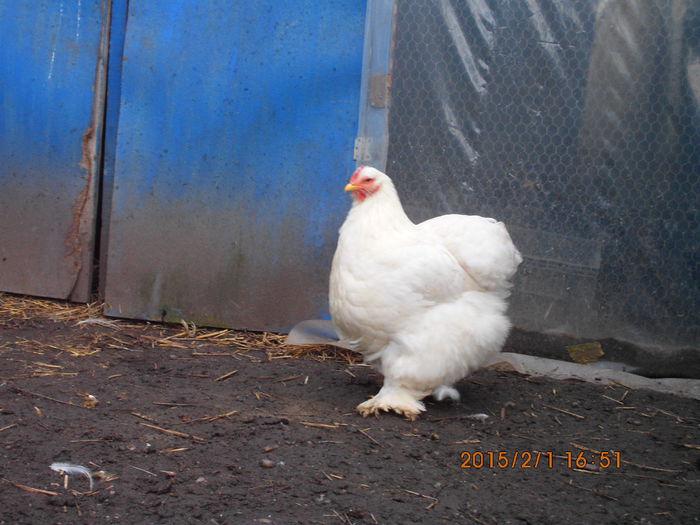 IMG_1967 - TINERET 2014   2