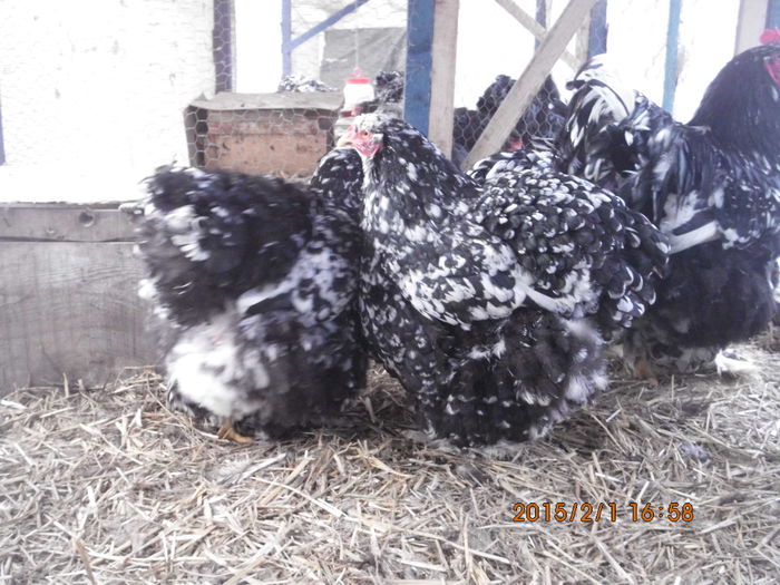 IMG_1975 - TINERET 2014   2