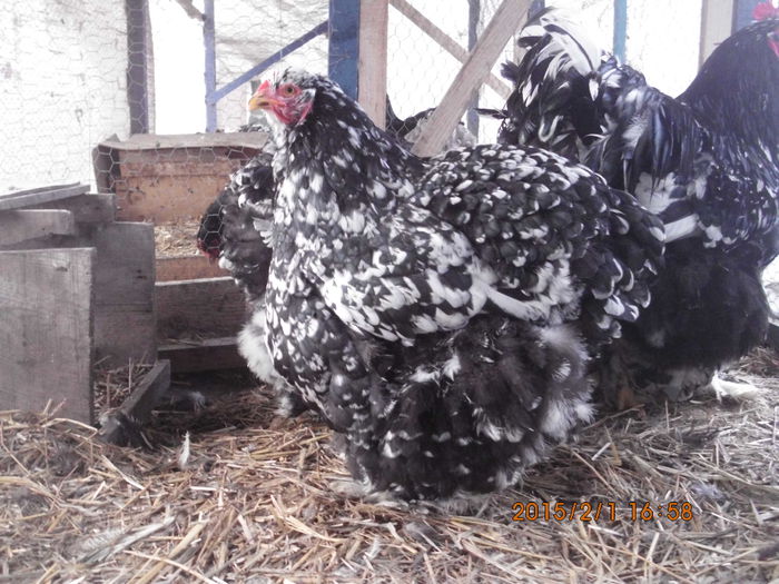 IMG_1976 - TINERET 2014   2