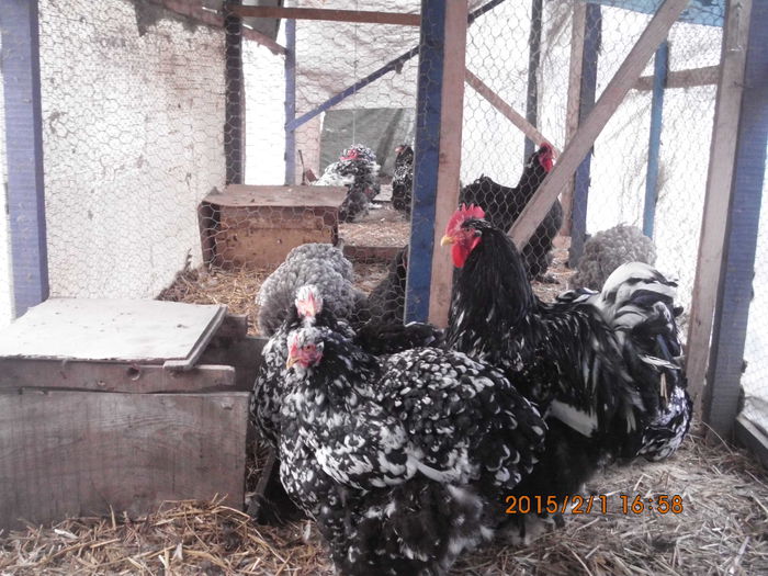 IMG_1981 - TINERET 2014   2