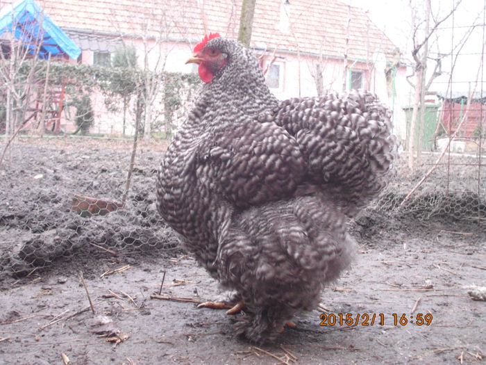 IMG_1990 - TINERET 2014   2