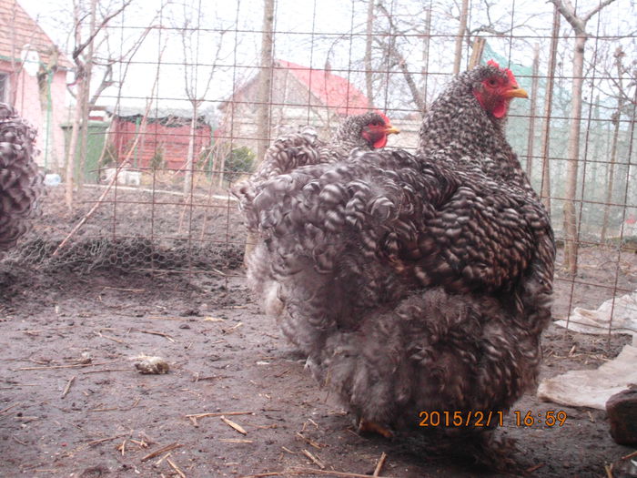 IMG_1991 - TINERET 2014   2