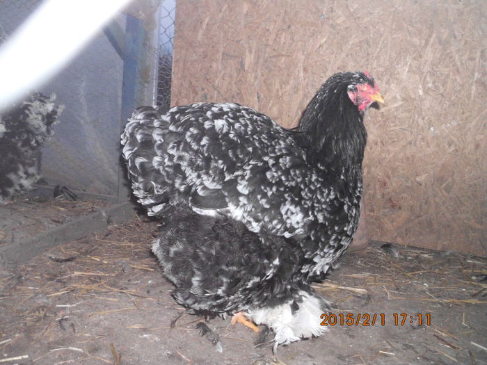 IMG_2001 - TINERET 2014   2