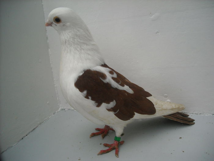 Picture 114 - PORUMBEI CARE MI AU APARTINUT