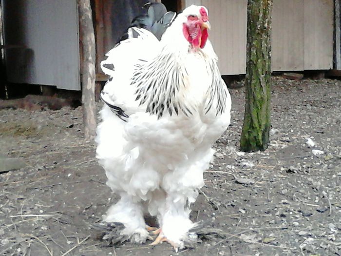 DSC_0467 - BRAHMA 2015