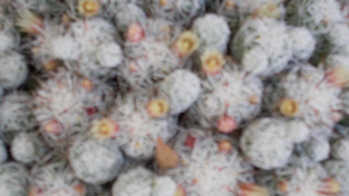 DSCN0289 - Cactusi 2014