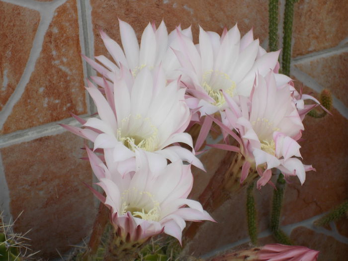 DSCN0903 - Cactusi 2014