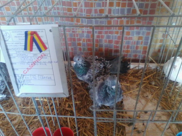 Picture 055 - Expo-Plesuva-Campina 2015