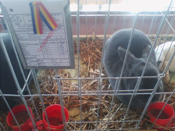 Picture 069 - Expo-Plesuva-Campina 2015