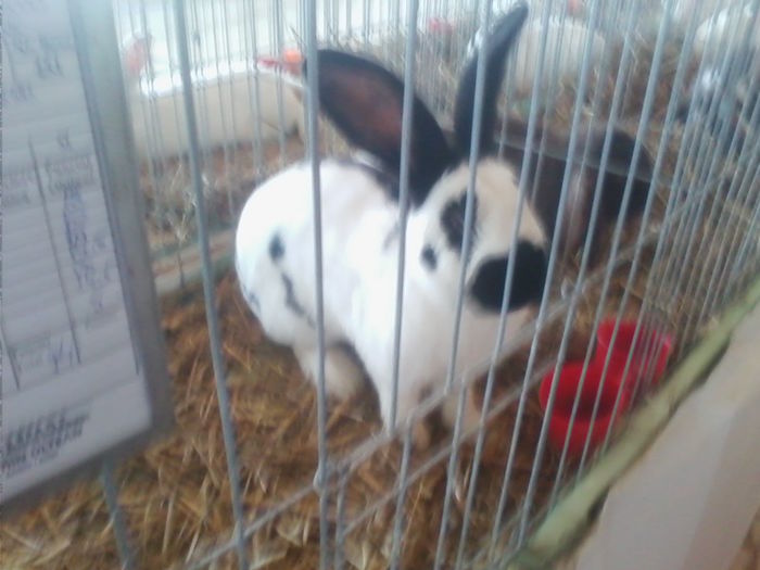 Picture 075 - Expo-Plesuva-Campina 2015