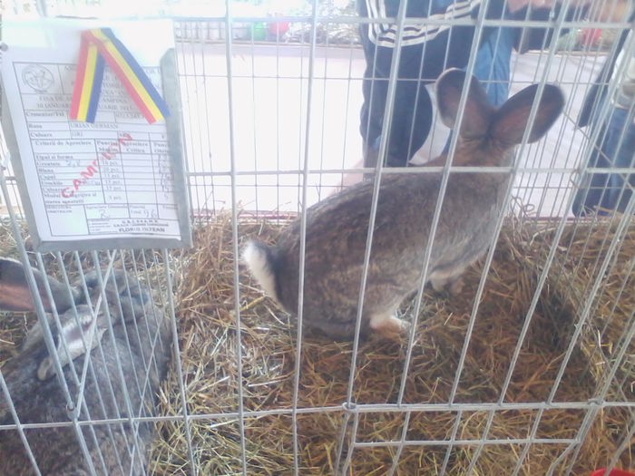 Picture 082 - Expo-Plesuva-Campina 2015