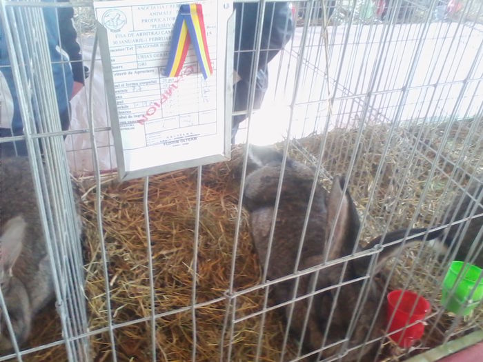 Picture 087 - Expo-Plesuva-Campina 2015