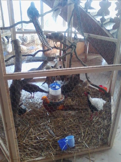 Picture 110 - Expo-Plesuva-Campina 2015