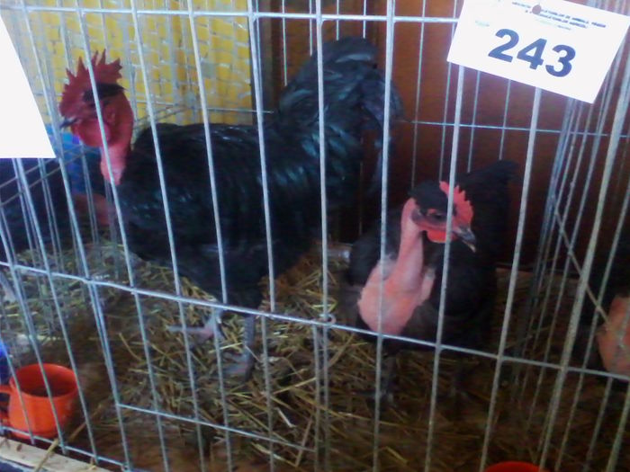 Picture 157 - Expo-Plesuva-Campina 2015