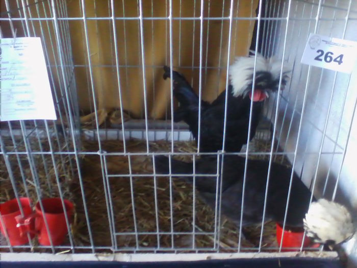 Picture 161 - Expo-Plesuva-Campina 2015