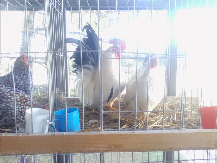 Picture 174 - Expo-Plesuva-Campina 2015