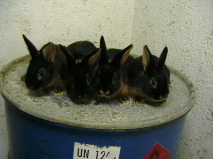 IMGA0174 - A-IEPURI TINERET LOH NEGRU