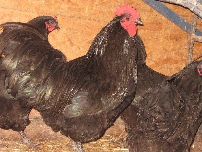 IMG_1286 - australorp negru