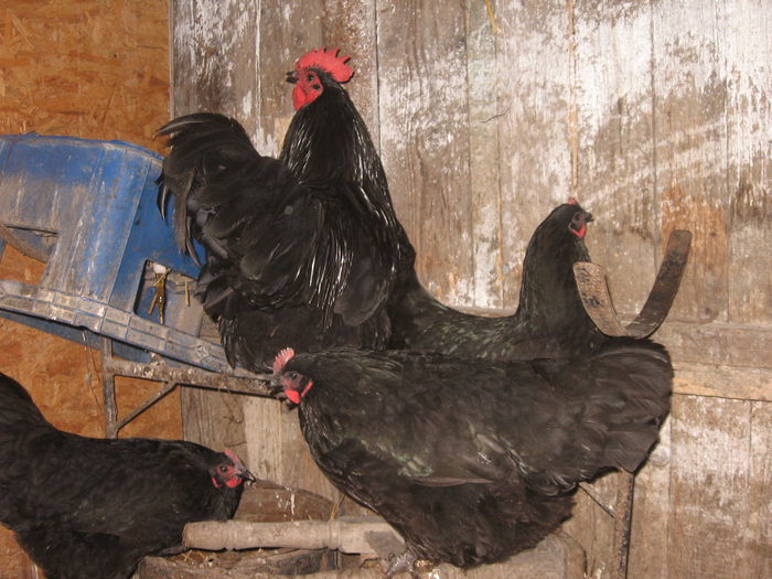 IMG_1289 - australorp negru