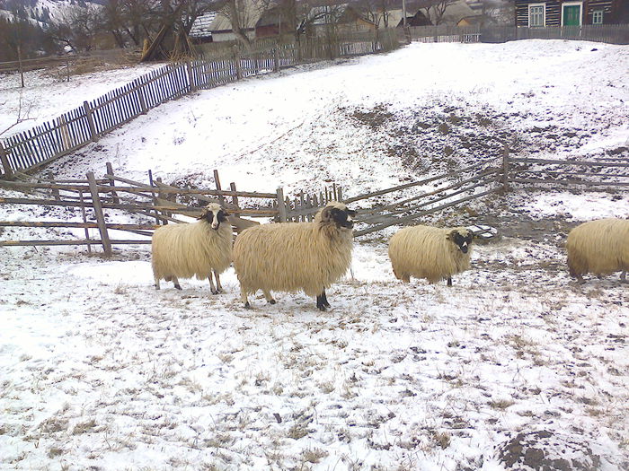 Fotografie0815 - 00 oile mele iarna