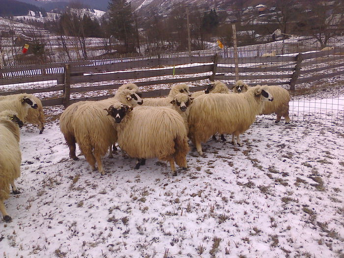 Fotografie0849 - 00 oile mele iarna
