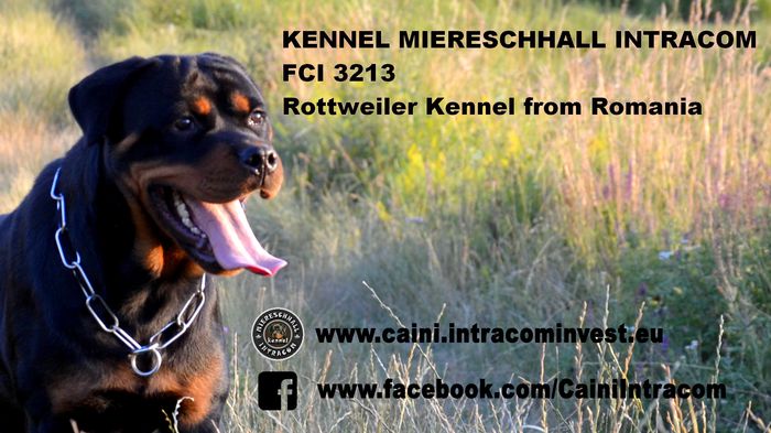 rottweiler contact; rottweiler banner
