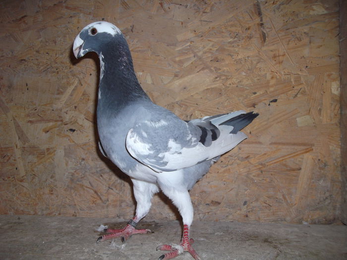 M  2014; 96 pct Expo. TR Mures 2015
