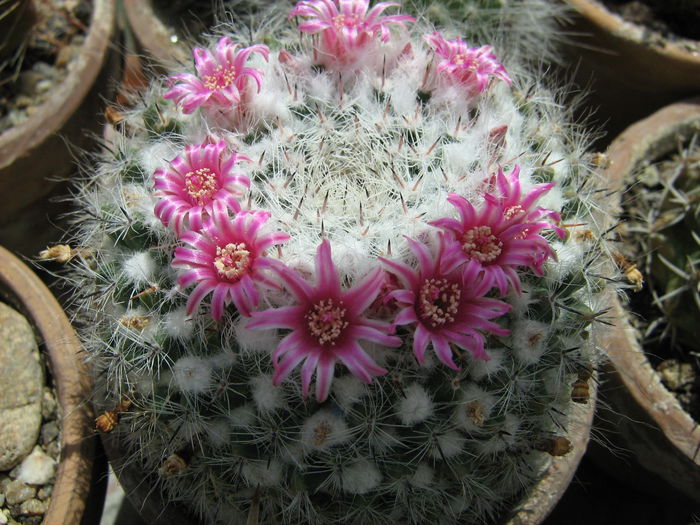 IMG_0091 - Flori de Cactus