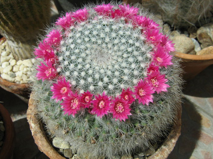 IMG_0088 - Flori de Cactus