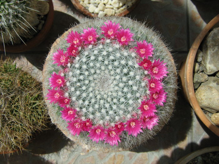 IMG_0089 - Flori de Cactus