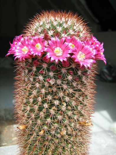 IMG_0094 - Flori de Cactus