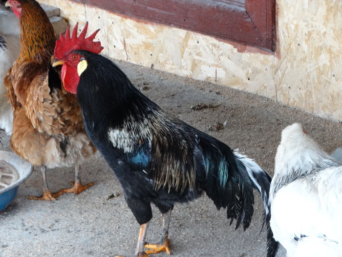 DSC05080 - Italiana Orange-Duckwing