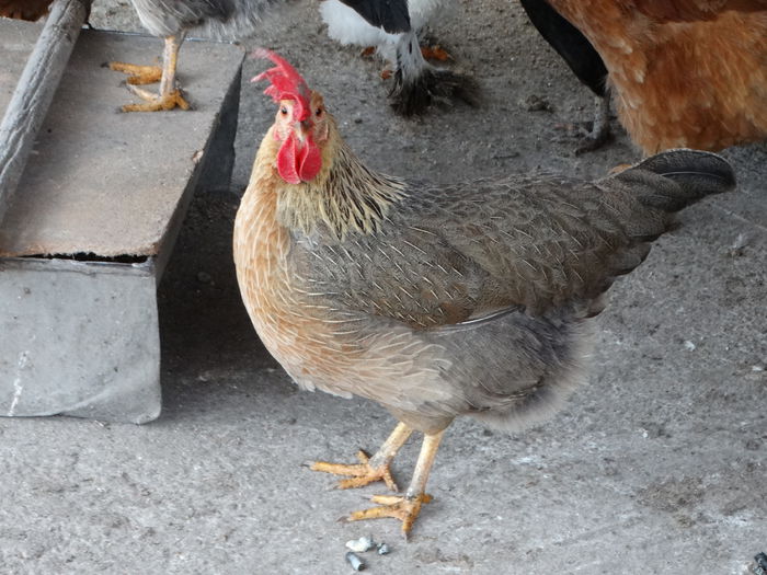 DSC05123 - Italiana Orange-Duckwing